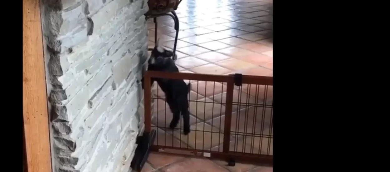 Koze male vježbaju skakati | VIDEO