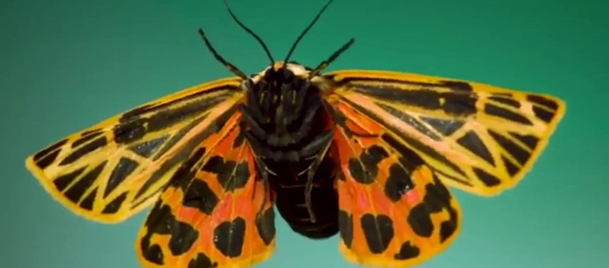 Lijepi, šareni i čupavi moljci – u usporenom pokretu | VIDEO