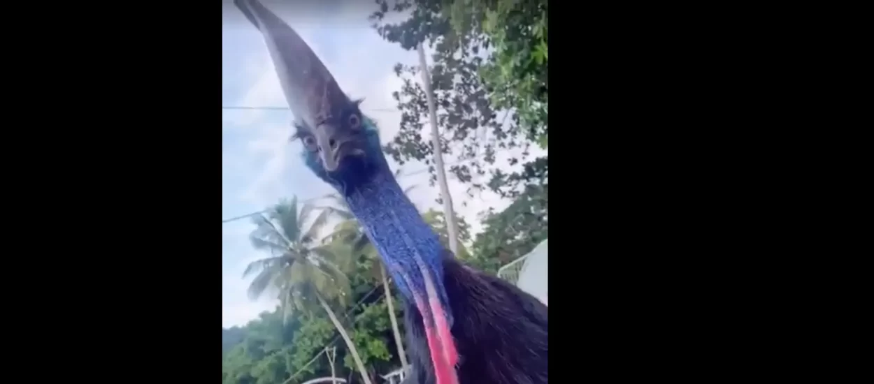 Pravi kazuari prošetao plažom | VIDEO