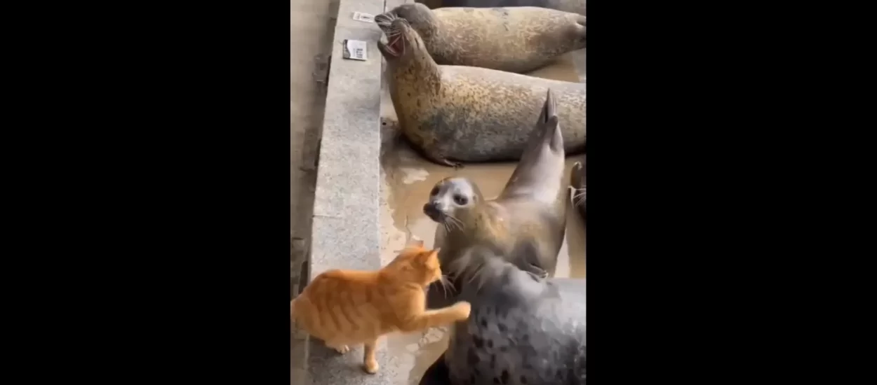 Extra! Extra! Mrzovoljna mačka dvaput ošamarila bucmastog tuljana! | VIDEO!