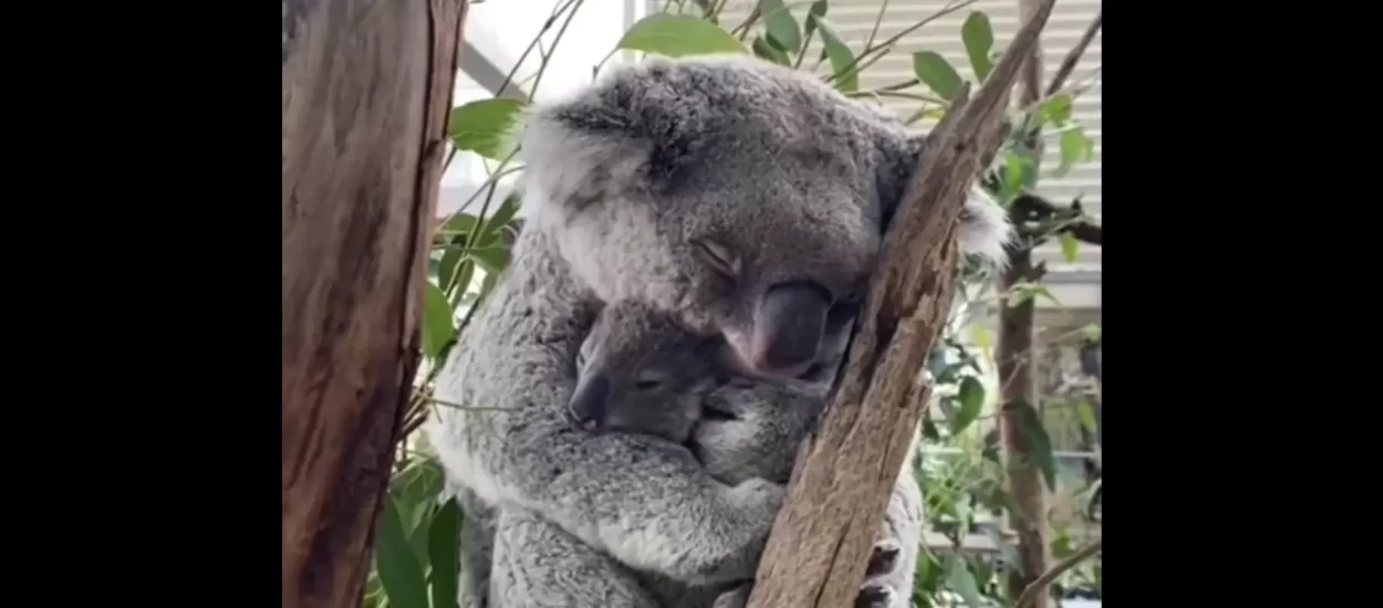 Mir i dobro mame i bebe koale | VIDEO