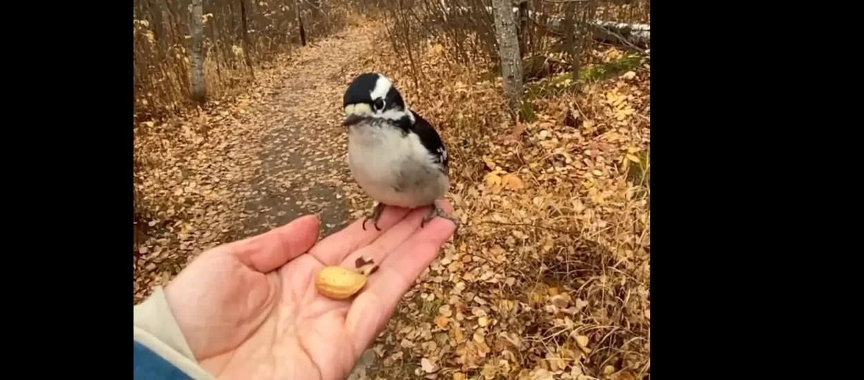 Darivanje ptičica | VIDEO