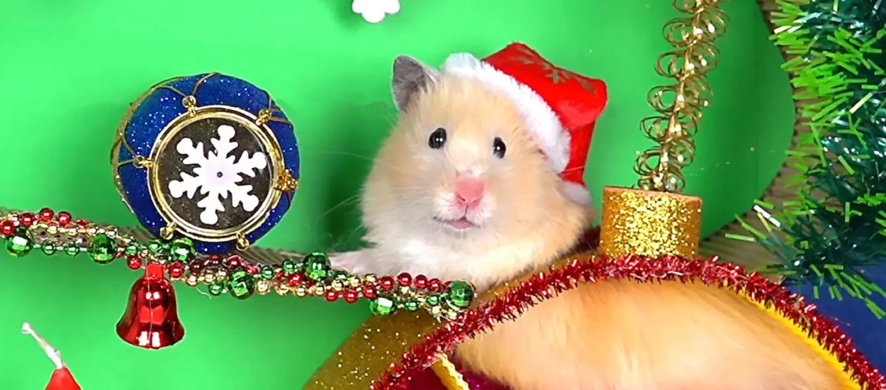 Extra! Extra! Hrčak razvalio ornamente, svladao božićni level | VIDEO