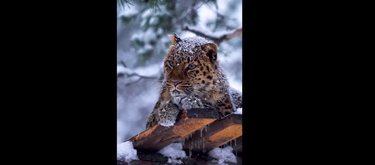 Dragocjen, divotan i raritetan amurski leopard | VIDEO
