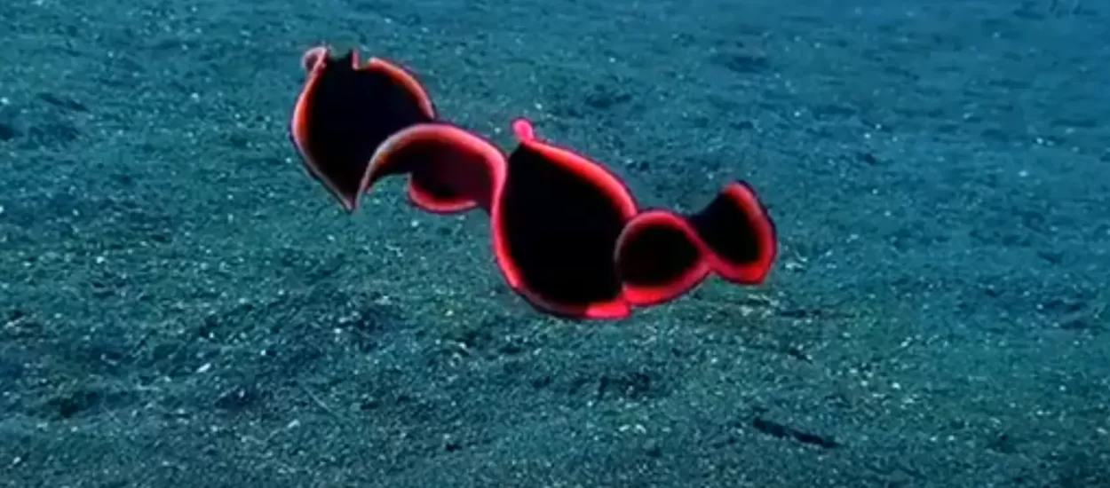 Hipnotičko plivanje lijepog morskog crva | Convolutriloba retrogemma | VIDEO