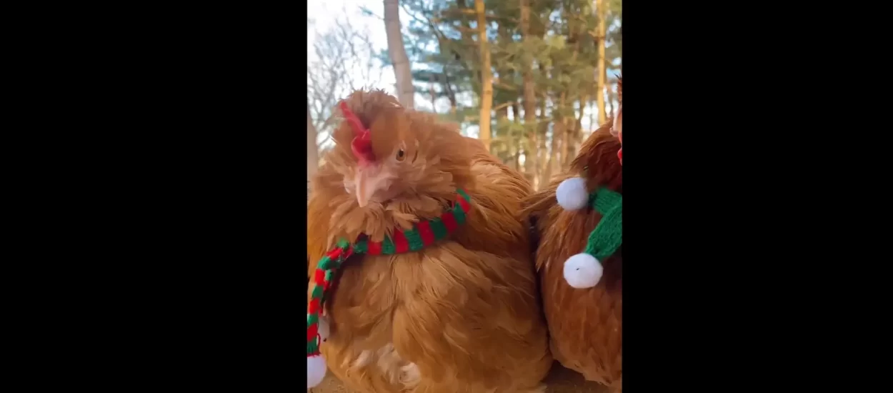 Chill šalovima ogrnutih kokoši | VIDEO