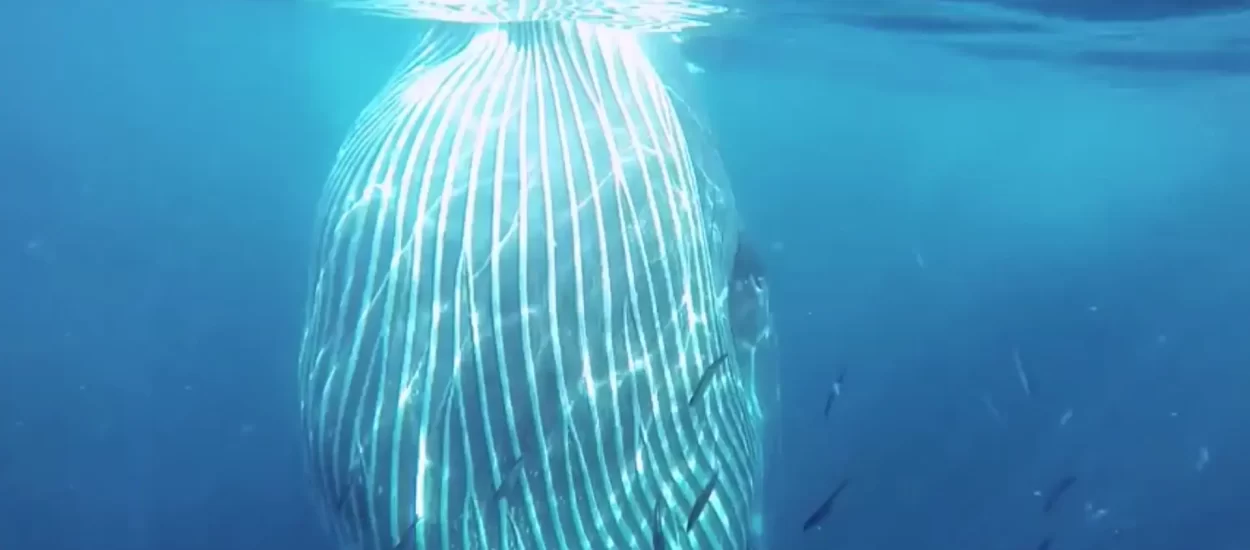Zaronite na sekundu pored Brydeovog kita | VIDEO