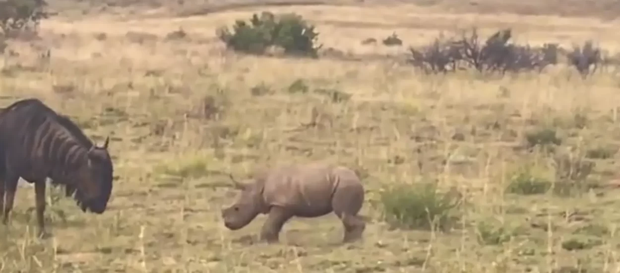 Gle kak razigrani bebo nosorog cupka, provocira dobrohotnog gnua | VIDEO