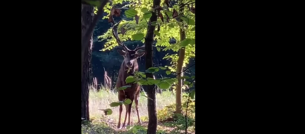 Ogledajte snažnog jelena | VIDEO