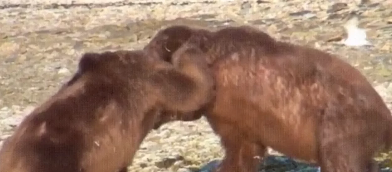 Odmjeravanje medvjeda pored strvine kita | VIDEO