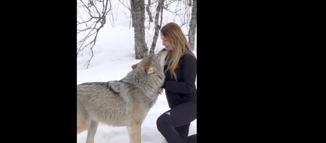 Prizivačica vukova | VIDEO