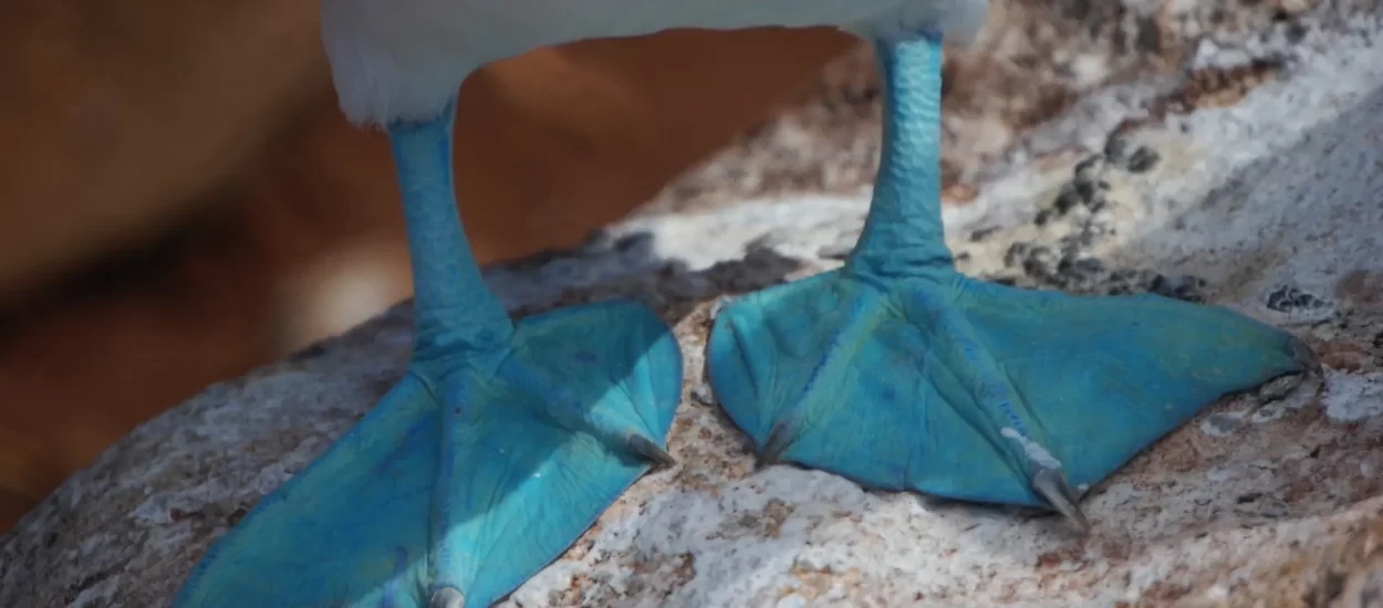 Gledaj moje lijepe plave nožice gledaj! | VIDEO