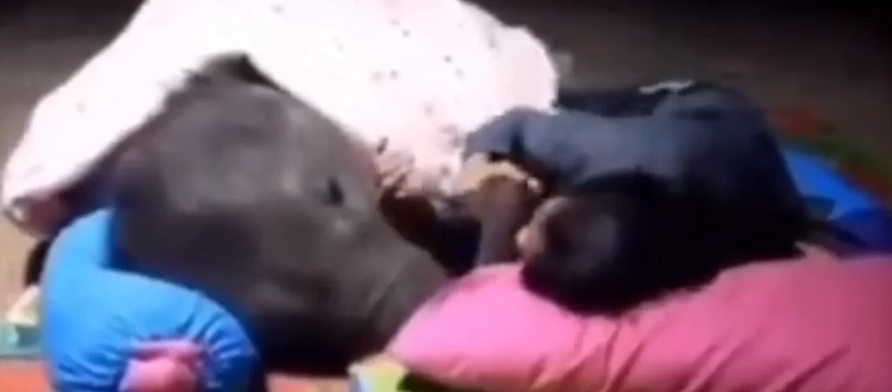 Bebo slon inzistira na spavanju s pjestinjom | VIDEO