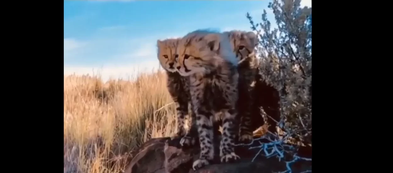 Gepardica i klinci | VIDEO