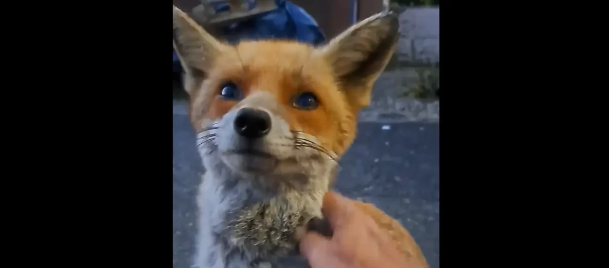 Draga lisica | VIDEO
