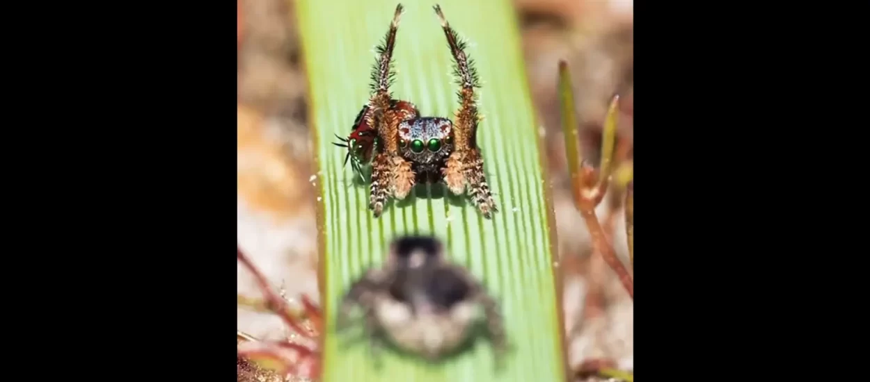 Gle kako kicoš od pauka očarava ženku | VIDEO