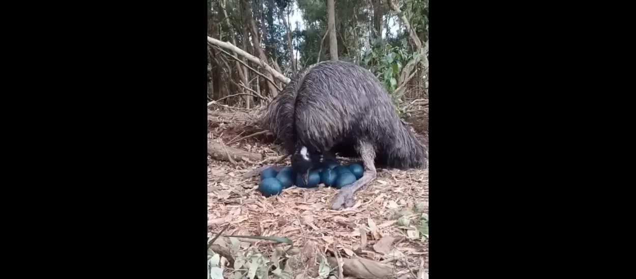 Dok se ženke flundraju, tate emui ‘ginu’ za potomstvo | VIDEO