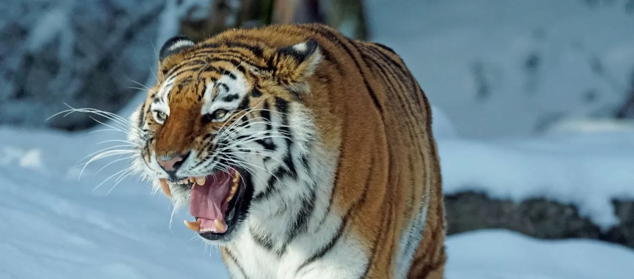 Sibirski tigar ulijeva strah u kosti svoje bengalske braće | VIDEO
