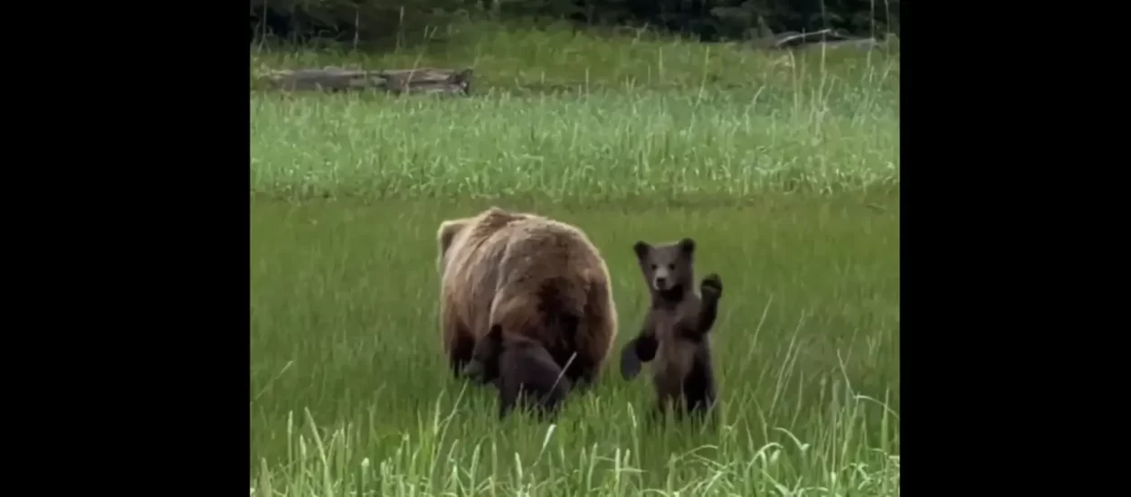 Mahnite medvjediću! | VIDEO