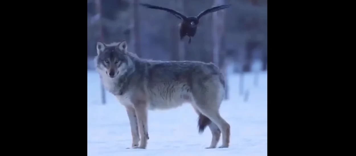 Bum po riti! Gle vranu kak’ zeza vuka | VIDEO