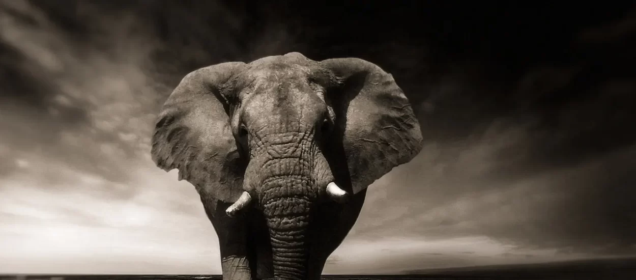 Slon tjera lavicu, štedi laviće | VIDEO