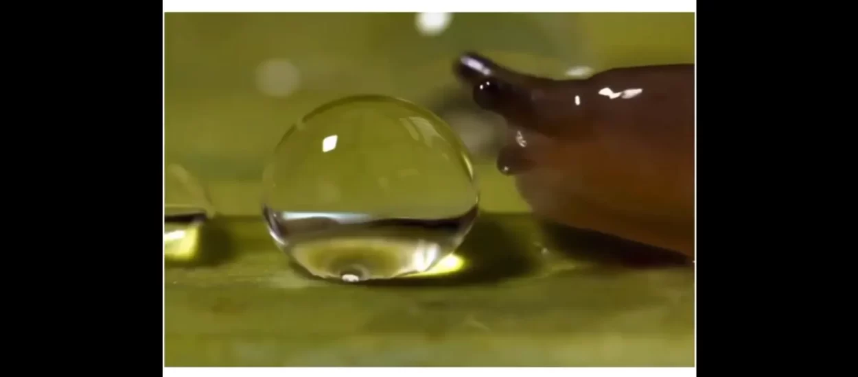 Puž ispija kapljicu | VIDEO