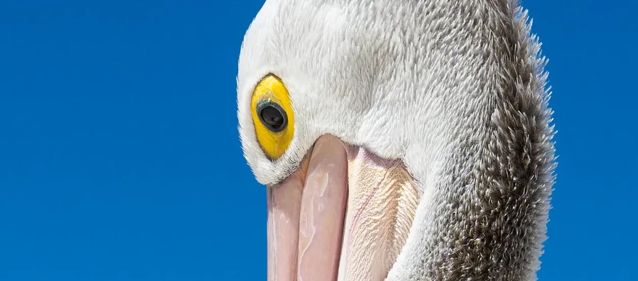 Gle kak pelikan pokušava smazat kapibaru | VIDEO