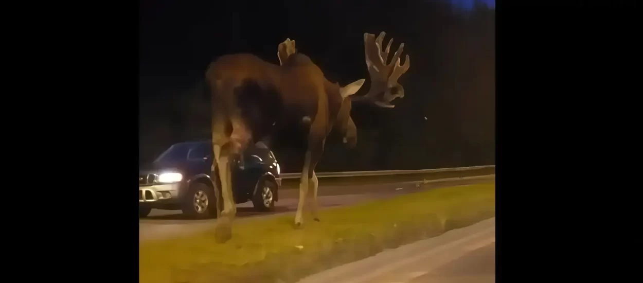 Velebni aljaški los | VIDEO