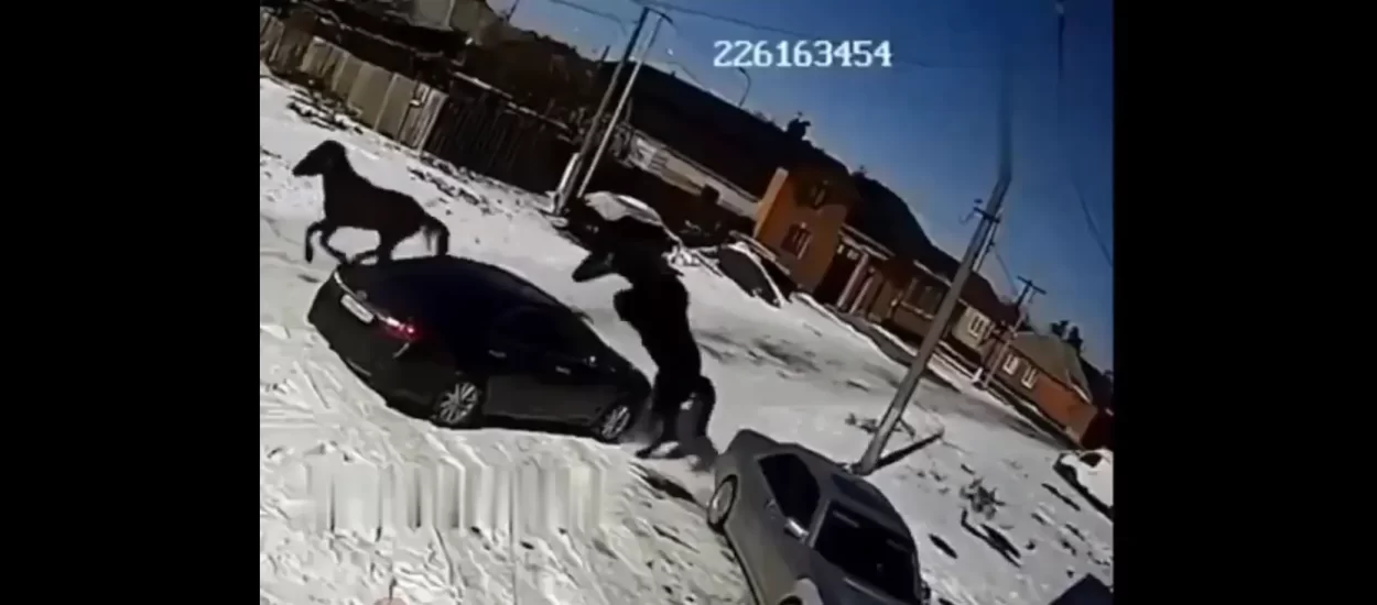 Zaigrani konj skršio tutač | VIDEO