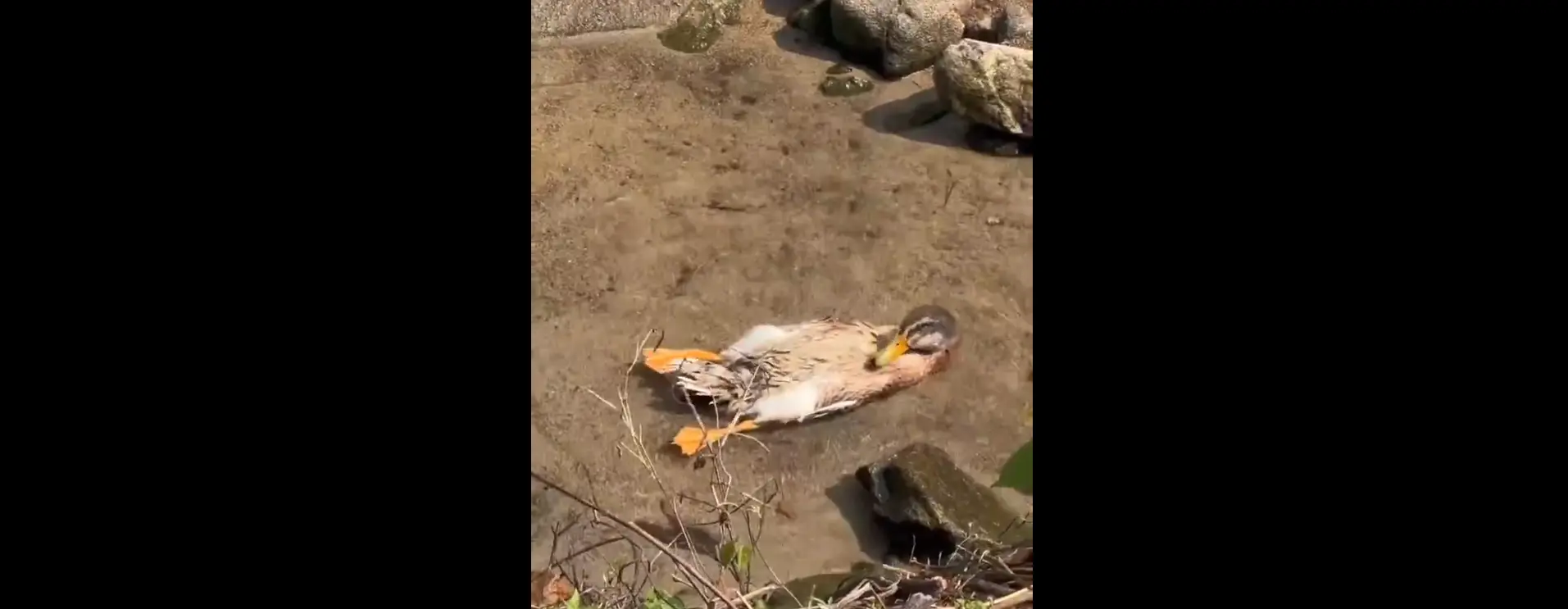 Praćakanje bezbrižne patkice slatkice | VIDEO Praćakanje bezbrižne patkice slatkice | VIDEO