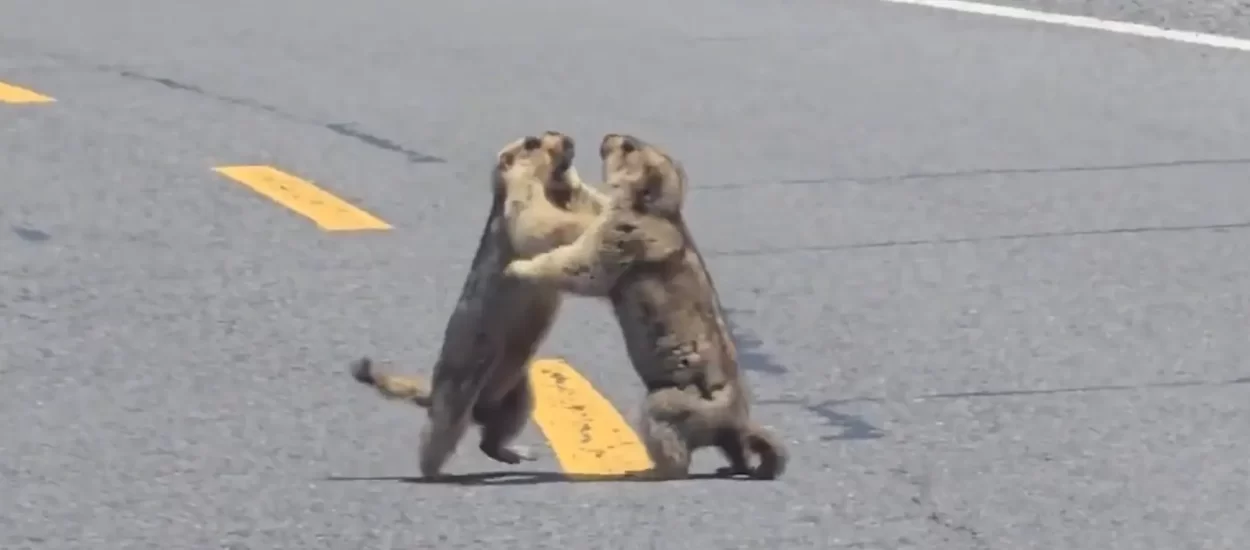 ‘Road rage’ svizaca | VIDEO