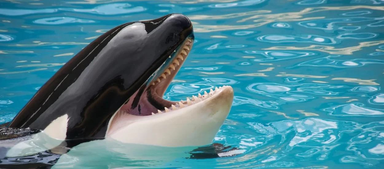 Orka peca ptice | VIDEO