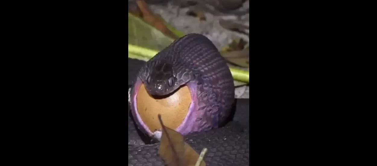 Maloglava zmija širi čeljust, guta jaje | VIDEO