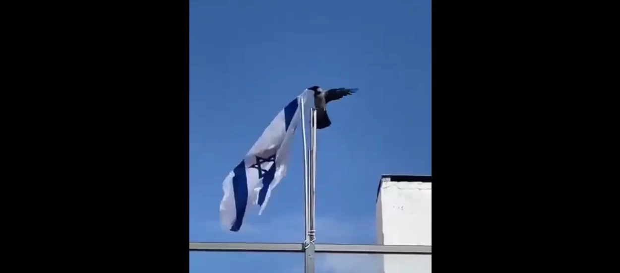 I pticama je dosta 🇮🇱 | VIDEO