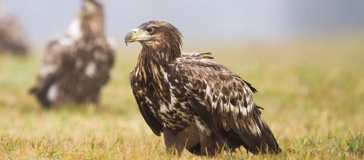 Orlovi tamane piliće | VIDEO