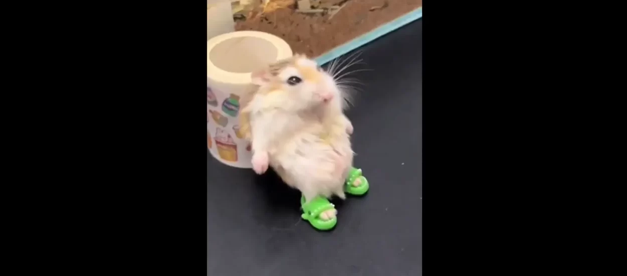 Hrčci u peripetijama, natikačama | VIDEO