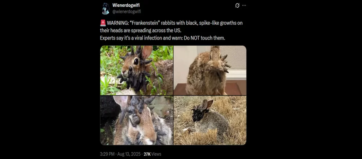 ‘Zombi’ kunići haraju webom